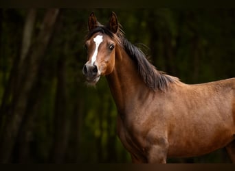 Arabian horses, Mare, Foal (03/2025), 15,1 hh, Brown