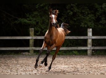 Arabian horses, Mare, Foal (03/2025), 15,1 hh, Brown