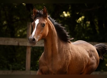 Arabian horses, Mare, Foal (03/2025), 15,1 hh, Brown