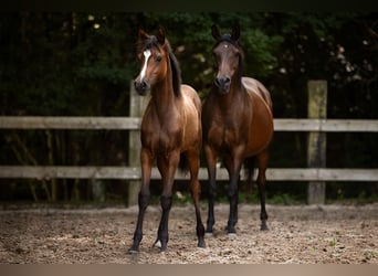 Arabian horses, Mare, Foal (03/2025), 15,1 hh, Brown