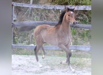 Arabian horses, Mare, , 15,1 hh, Gray
