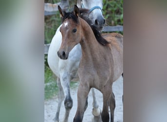 Arabian horses, Mare, , 15,1 hh, Gray