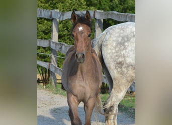 Arabian horses, Mare, , 15,1 hh, Gray