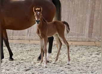 Arabian horses, Mare, , 15,2 hh, Brown
