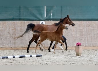 Arabian horses, Mare, , 15,2 hh, Brown