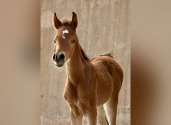 Arabian horses, Mare, , 15,2 hh, Brown