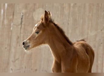 Arabian horses, Mare, , 15,2 hh, Brown