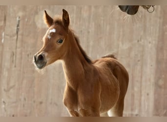 Arabian horses, Mare, , 15,2 hh, Brown