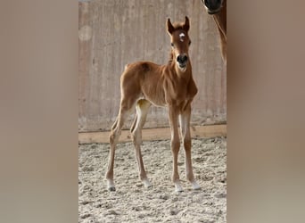 Arabian horses, Mare, , 15,2 hh, Brown