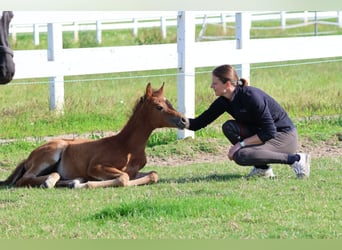 Arabian horses, Mare, , 15,2 hh, Brown
