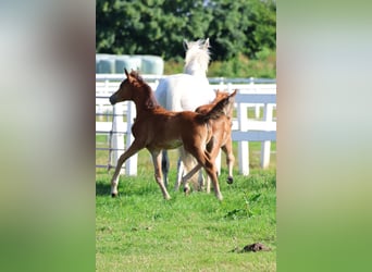 Arabian horses, Mare, , 15,2 hh, Brown
