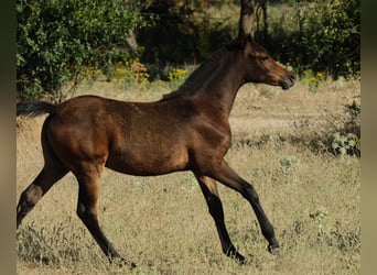 Arabian horses, Mare, , Bay-Dark