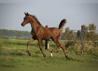 Arabian horses, Mare, Foal (06/2024), Bay-Dark