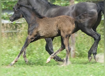 Arabian horses, Mare, , Black