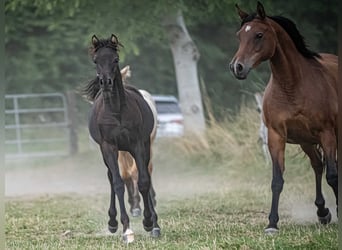 Arabian horses, Mare, Foal (03/2025), Black