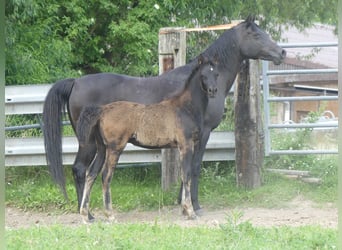 Arabian horses, Mare, , Black