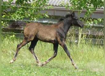 Arabian horses, Mare, , Black