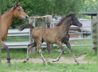 Arabian horses, Mare, , Black