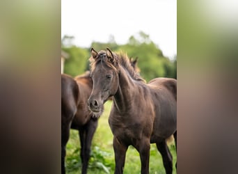 Arabian horses, Mare, Foal (03/2025), Black