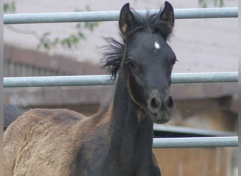 Arabian horses, Mare, , Black