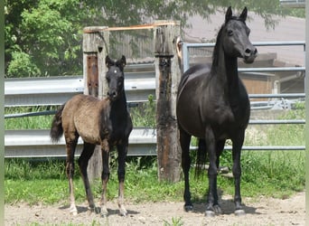 Arabian horses, Mare, , Black