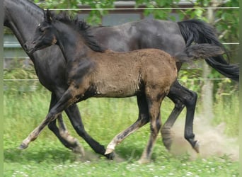 Arabian horses, Mare, , Black
