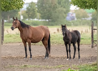 Arabian horses, Mare, Foal (03/2025), Black