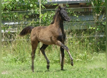 Arabian horses, Mare, , Black