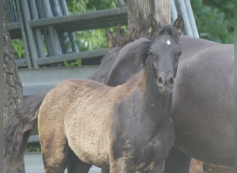 Arabian horses, Mare, , Black