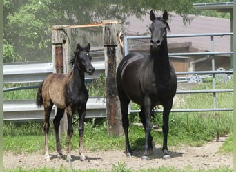 Arabian horses, Mare, , Black