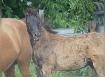 Arabian horses, Mare, , Black