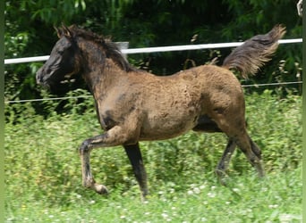 Arabian horses, Mare, , Black