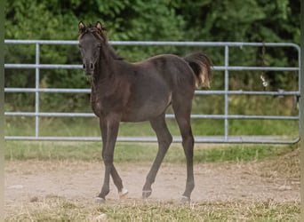 Arabian horses, Mare, Foal (03/2025), Black