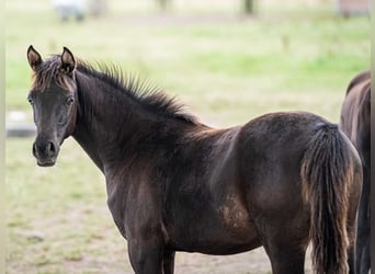 Arabian horses, Mare, Foal (03/2025), Black