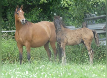 Arabian horses, Mare, , Black