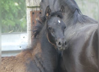 Arabian horses, Mare, , Black