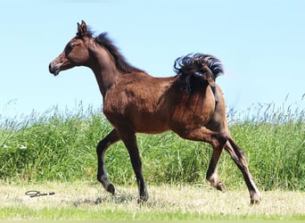 Arabian horses, Mare, Foal (01/2024), Brown