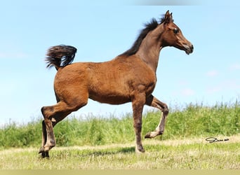 Arabian horses, Mare, Foal (01/2024), Brown