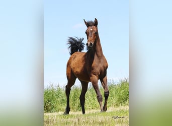 Arabian horses, Mare, Foal (01/2024), Brown