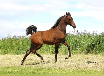 Arabian horses, Mare, Foal (01/2024), Brown