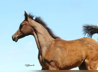 Arabian horses, Mare, Foal (01/2024), Brown