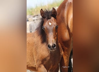 Arabian horses, Mare, Foal (01/2024), Brown