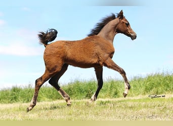 Arabian horses, Mare, Foal (01/2024), Brown