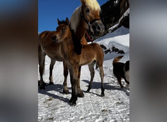 Arabian horses Mix, Mare, , Brown