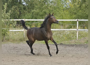 Arabian horses, Mare, Foal (02/2025), Brown