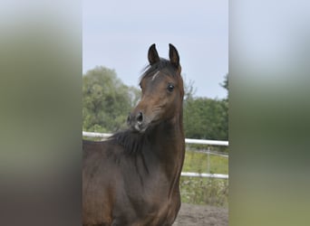 Arabian horses, Mare, Foal (02/2025), Brown