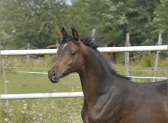 Arabian horses, Mare, Foal (02/2025), Brown