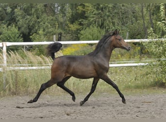 Arabian horses, Mare, Foal (02/2025), Brown