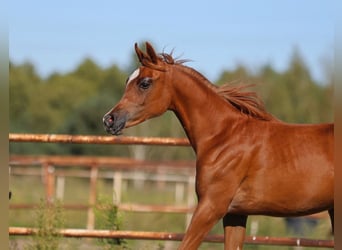 Arabian horses, Mare, Foal (01/2025), Chestnut-Red