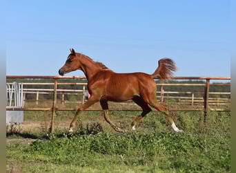 Arabian horses, Mare, Foal (01/2025), Chestnut-Red